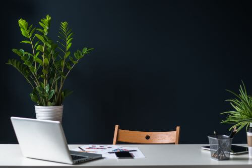 desk plants 